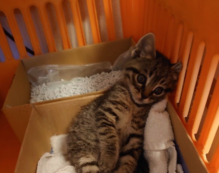 保護された子猫のアップ