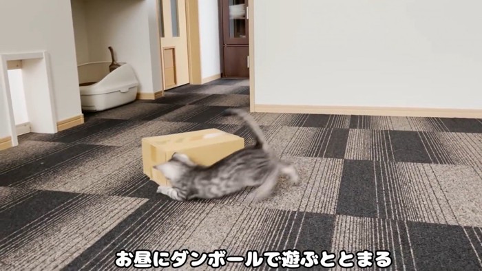 ダンボールで遊ぶ猫