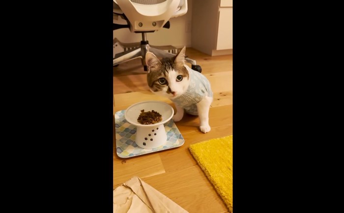 ご飯を食べるエースくん