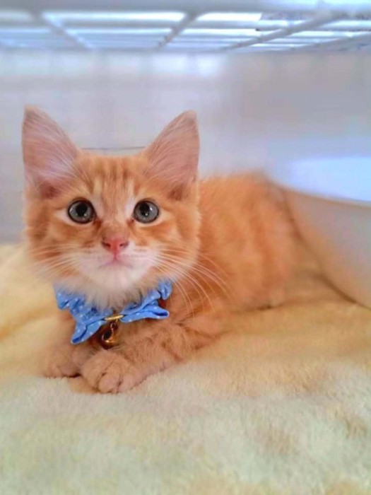 首輪をつけた子猫