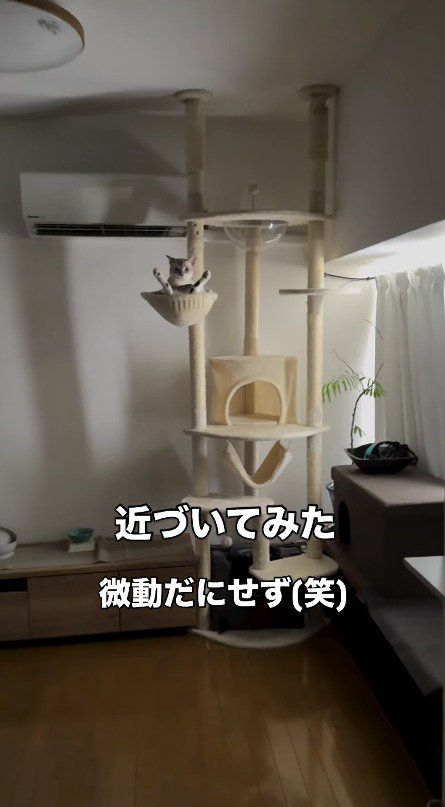 キャットタワーに座っている猫に近寄る飼い主