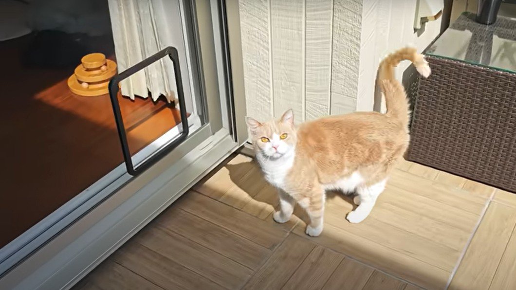 家の中に戻ろうとする猫
