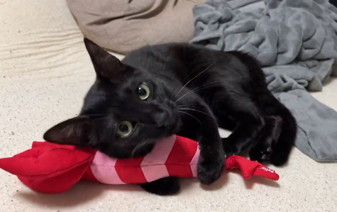 海老のぬいぐるみを抱きしめる縞模様の黒猫
