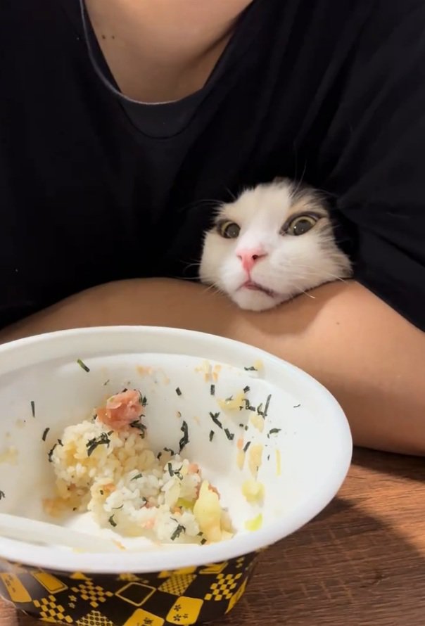 ネギトロをガン見するギンくん