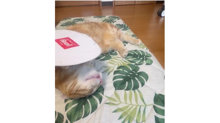 室内にいる猫