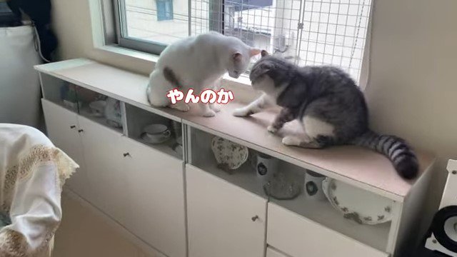 向かい合う2匹の猫