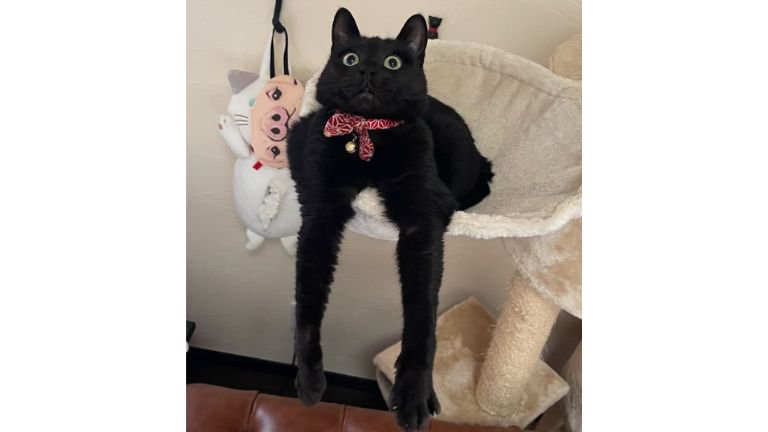 手を伸ばしている猫