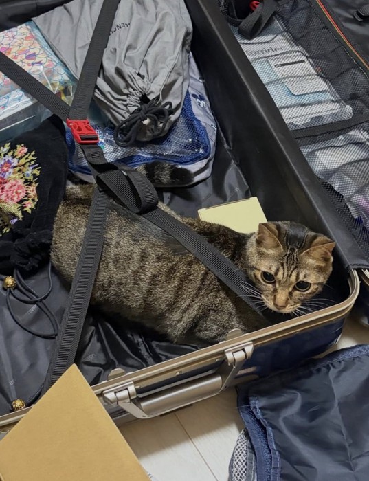 キャリーバッグの中から周囲を見まわすキジトラ猫