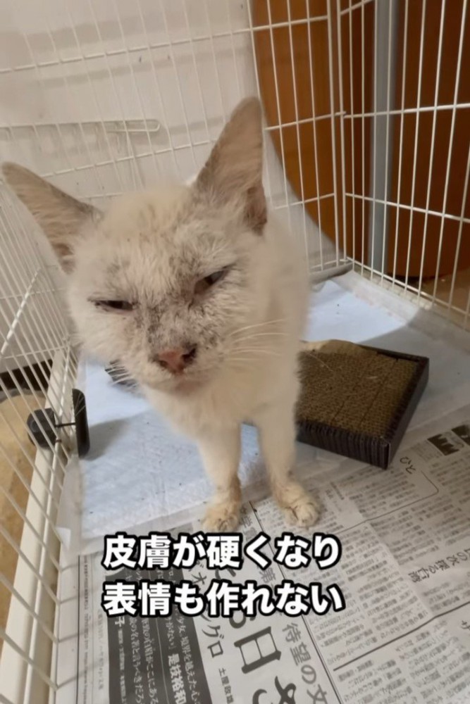 立って前を向く猫