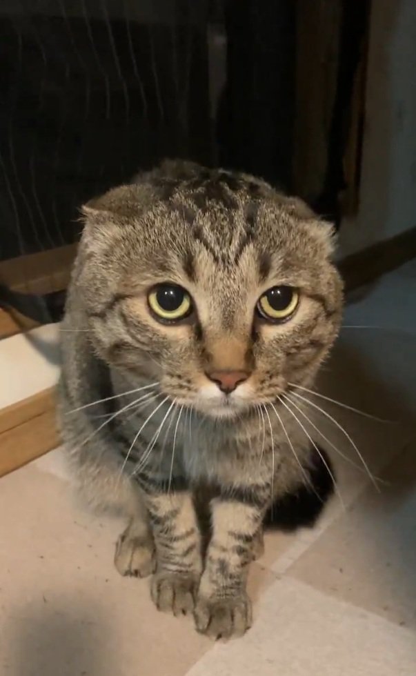 耳がなくなるルイくん