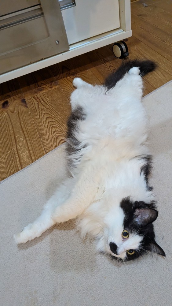 仰向けの猫