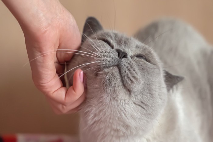 顔を撫でられるグレーの猫