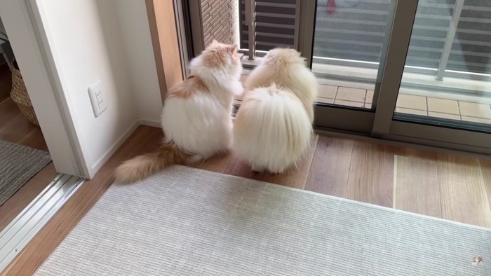 外を見る犬と猫