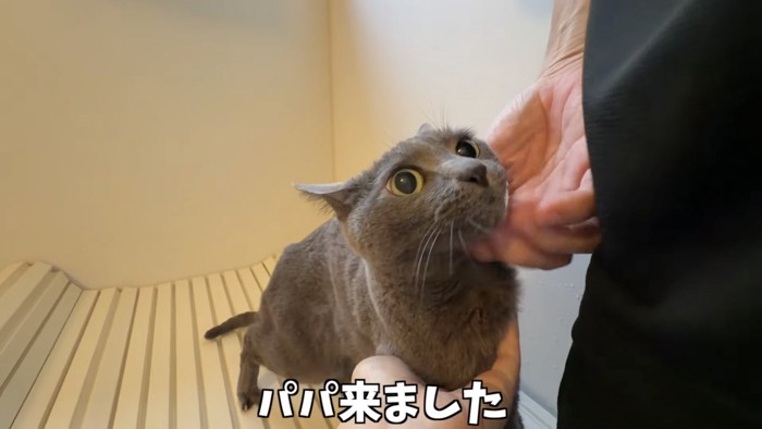 「パパ来ました」のテロップ写真