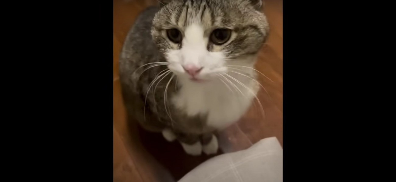 座っている猫%%保護猫のハウちゃん