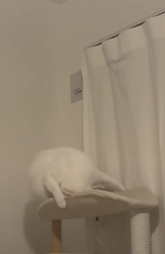 キャットタワーにいるぽにおくん