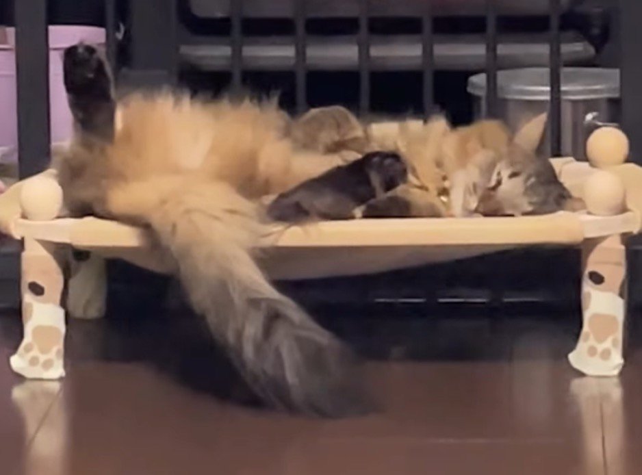 ハンモックの上で眠る猫