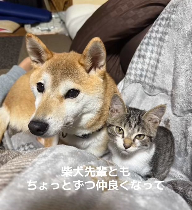 柴犬の隣に座っている子猫