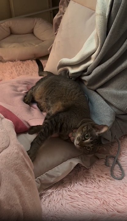 座椅子の上に横になる猫