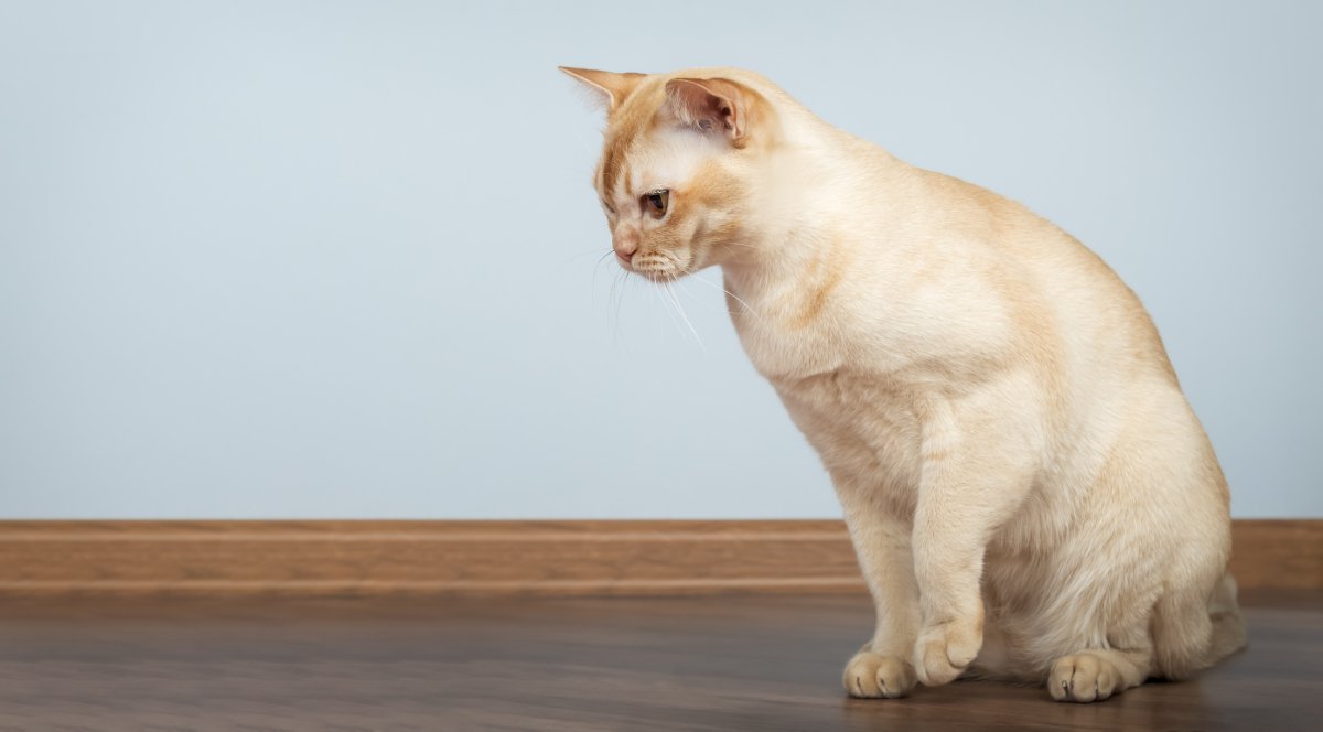 吐く寸前のような猫