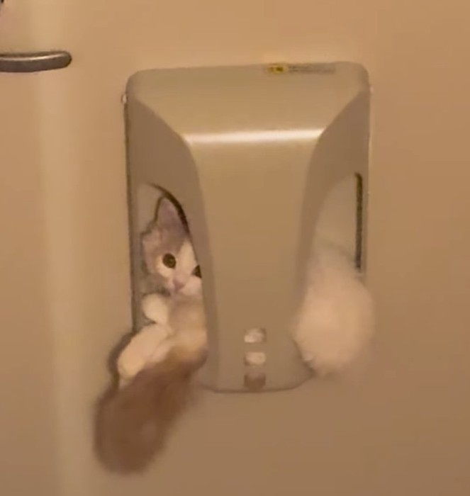 キョトン顔の子猫