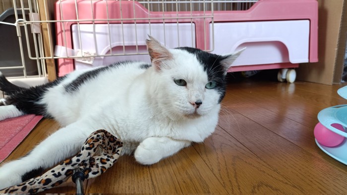 寝そべる猫