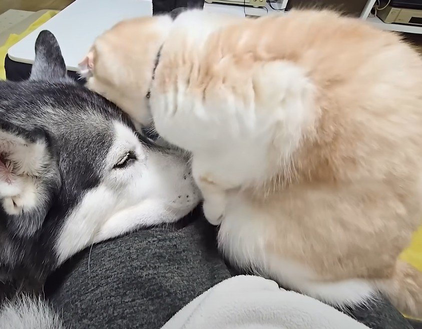 犬に体をこすりつける猫