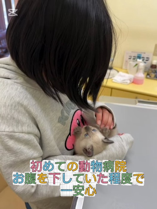 抱っこされる子猫
