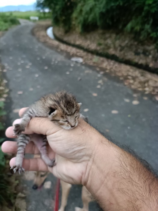 手で持たれる子猫