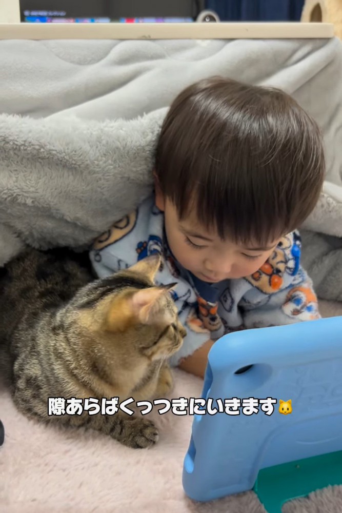 男の子の方を見る猫