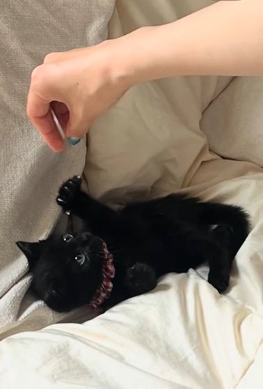 布団の上でじゃらされている黒猫