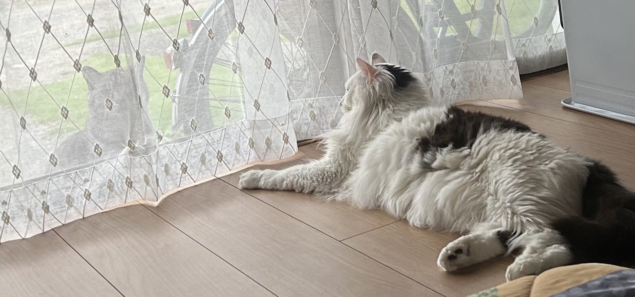 外にいる猫を見ている長毛の猫