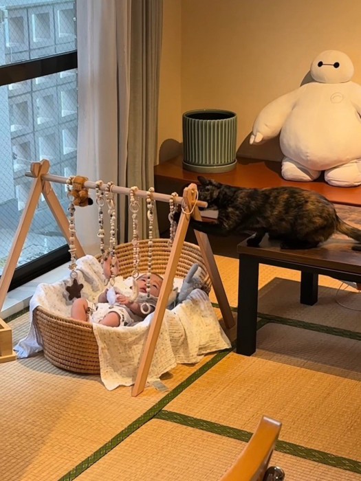 赤ちゃん用のおもちゃで遊ぶ猫