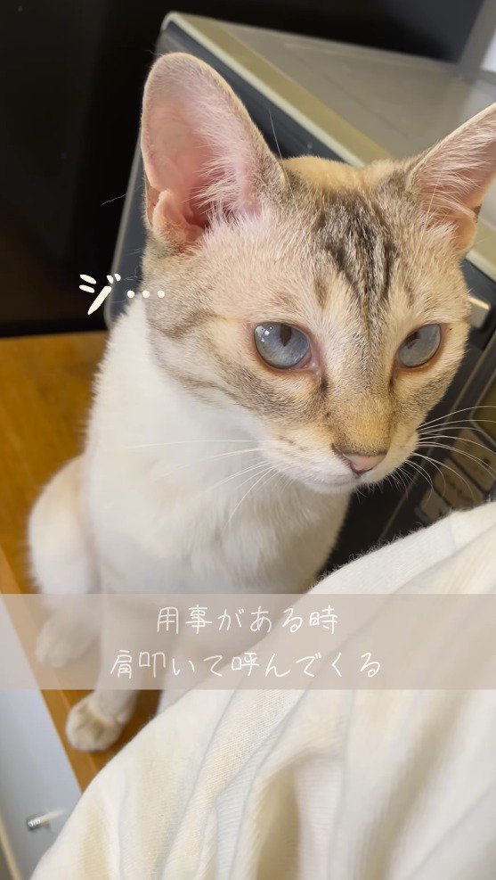 上目遣いで飼い主を見つめる猫