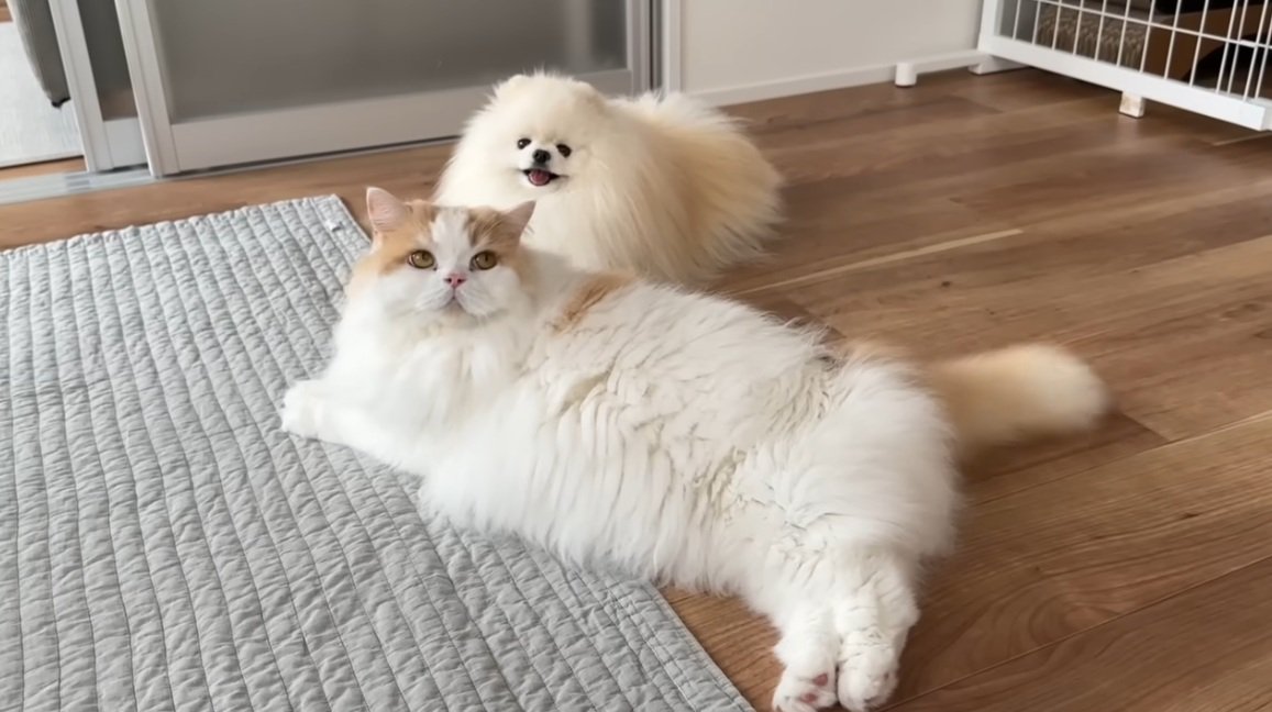 ねそべっている犬と猫