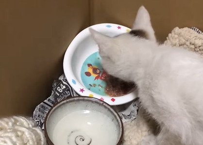 ご飯を食べる子猫