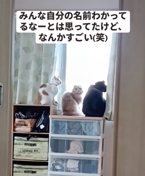 視線を戻す猫たち