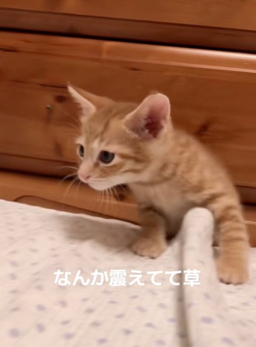 見つめる子猫