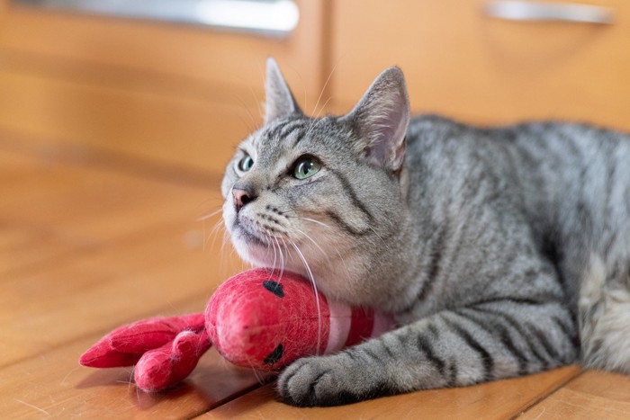 ぬいぐるみに顎を乗せている猫