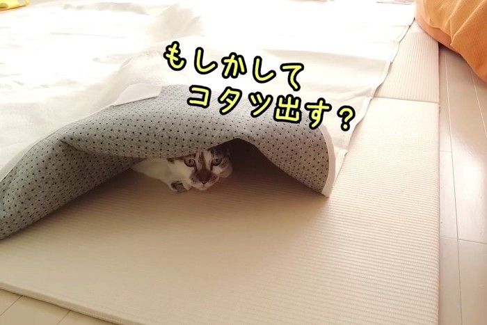 こたつを出してほしいささみくん