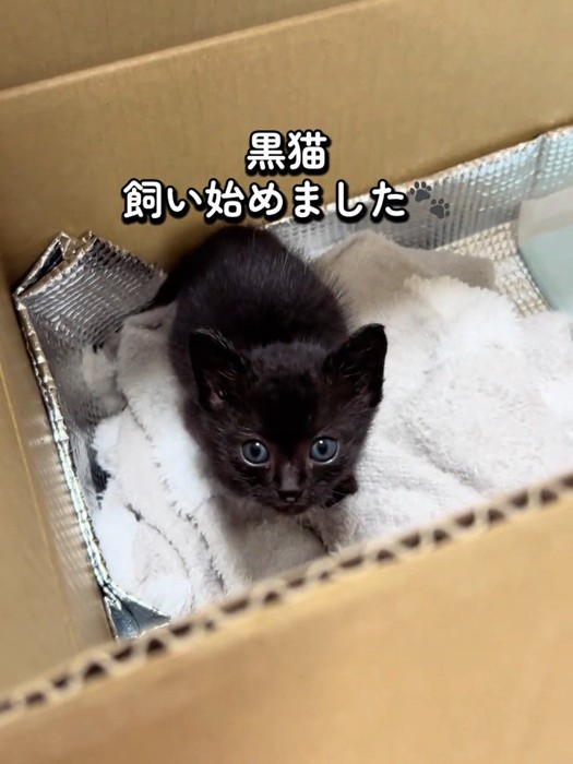 箱の中にいる子猫