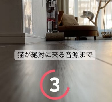 窓際のキャットタワーでのんびりしている猫(3)