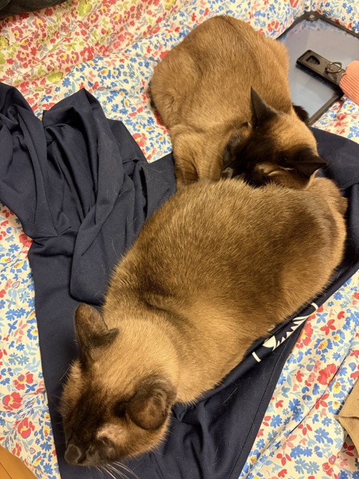 くつろぐ2匹の猫