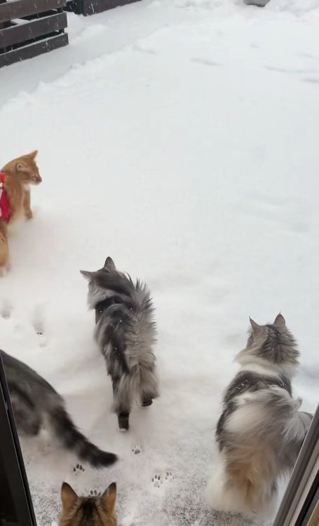 雪が積もったデッキに出る猫達