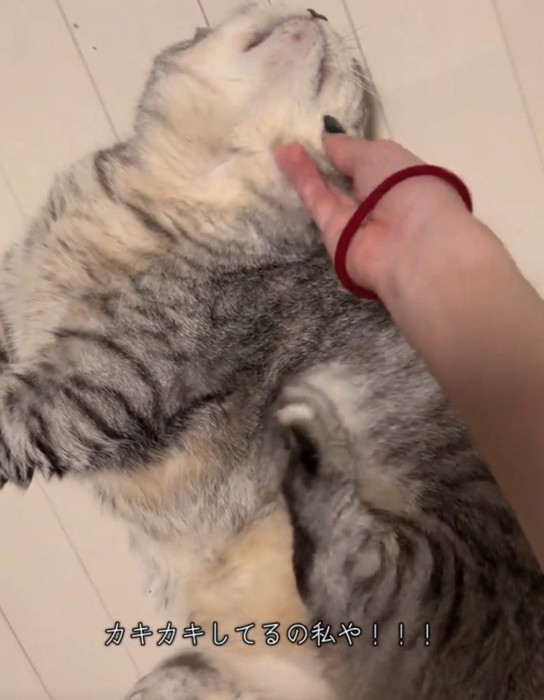 寝転がる猫