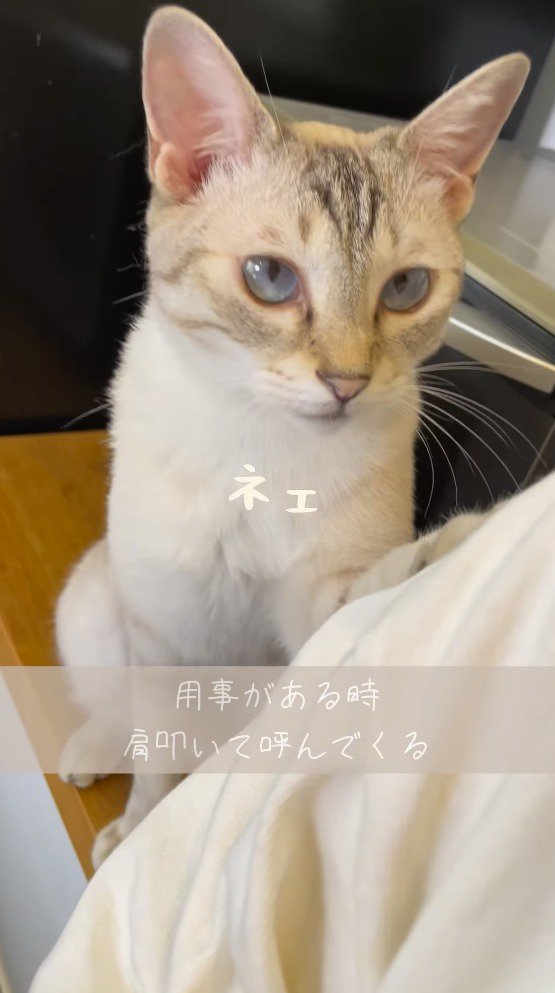 飼い主の方に前足を乗せる猫