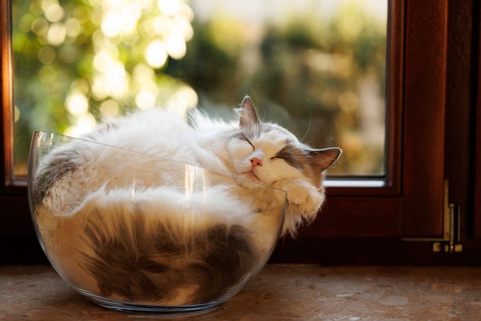 窓際の透明ボウルにおさまる猫