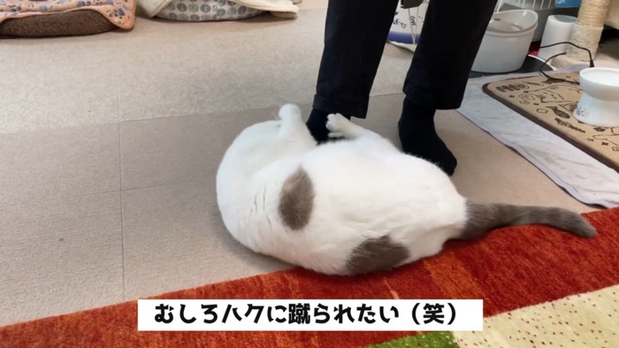 次男さんが少しでも動くと反応するハクちゃん