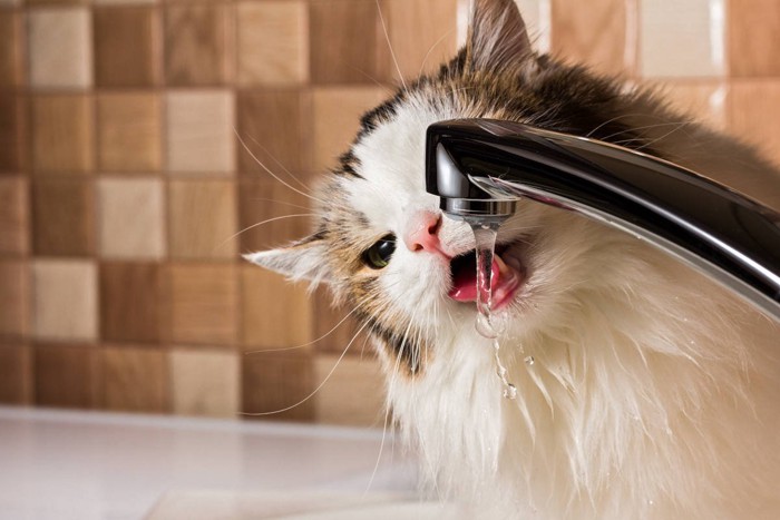 蛇口の水を飲む猫