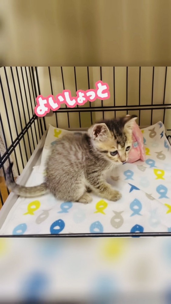 ケージの中で転んで起き上がった子猫